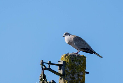 Tourterelle turque Streptopelia decaocto - Eurasian Collared Dove