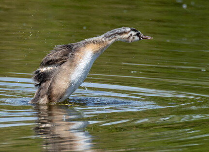 Grèbe huppé Podiceps cristatus - Great Crested Grebe