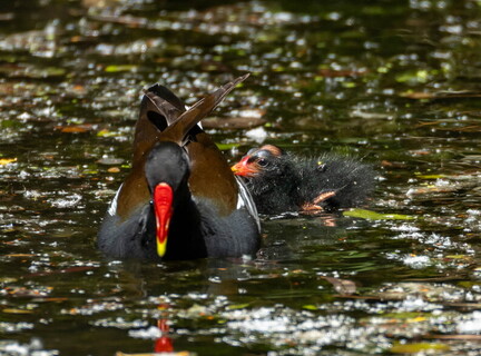 Gallinule poule-d'eau Gallinula chloropus - Common Moorhen