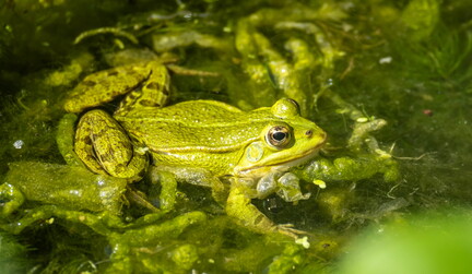 Grenouille verte indéterminée Pelophylax spec.