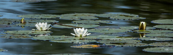 Nénuphar blanc, Grand nénuphar, Nénufar blanc[1] ou Nymphéa (Nymphaea alba)