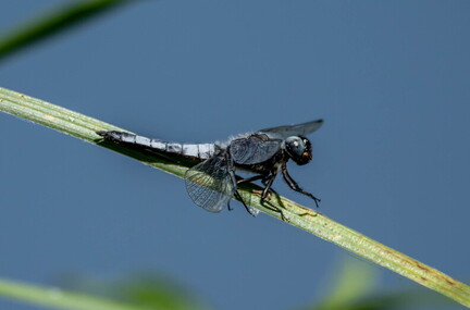 libellule fauve (Libellula fulva)