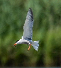 Sterne pierregarin Sterna hirundo - Common Tern
