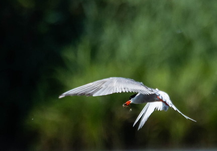 Sterne pierregarin Sterna hirundo - Common Tern