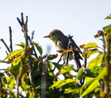 Hypolaïs polyglotte Hippolais polyglotta - Melodious Warbler