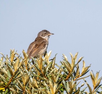 Fauvette grisette Curruca communis - Common Whitethroat
