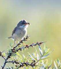 Fauvette grisette Curruca communis - Common Whitethroat