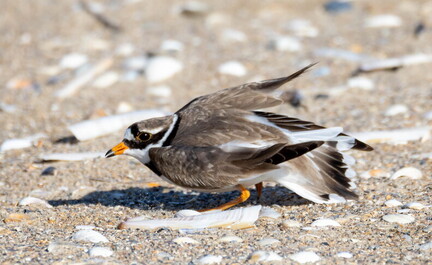 Grand Gravelot Pluvier grand-gravelot Charadrius hiaticula - Common Ringed Plover