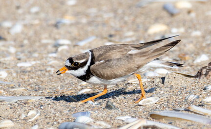 Grand Gravelot Pluvier grand-gravelot Charadrius hiaticula - Common Ringed Plover