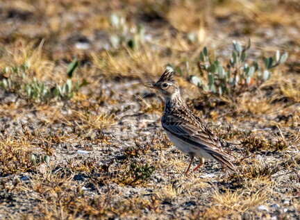 Alouette des champs Alauda arvensis - Eurasian Skylark