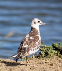Mouette rieuse Chroicocephalus ridibundus - Black-headed Gull (juvénile)