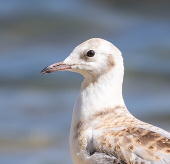 Mouette rieuse Chroicocephalus ridibundus - Black-headed Gull (juvénile)