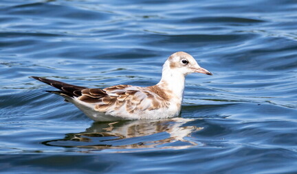 Mouette rieuse Chroicocephalus ridibundus - Black-headed Gull (juvénile)