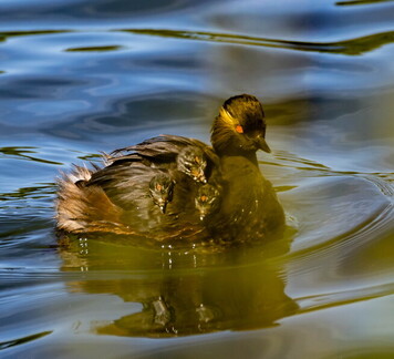 Grèbe à cou noir Podiceps nigricollis - Black-necked Grebe