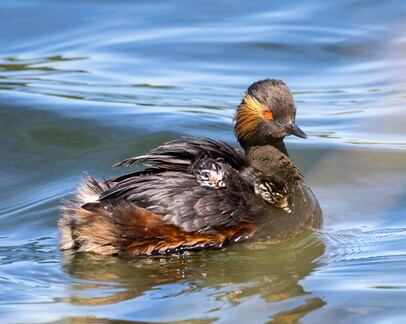 Grèbe à cou noir Podiceps nigricollis - Black-necked Grebe