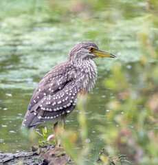 Bihoreau gris Nycticorax nycticorax - Black-crowned Night Heron (juvénile)