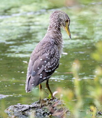 Bihoreau gris Nycticorax nycticorax - Black-crowned Night Heron (juvénile)