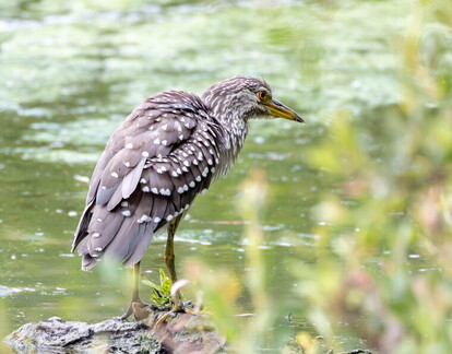 Bihoreau gris Nycticorax nycticorax - Black-crowned Night Heron (juvénile)