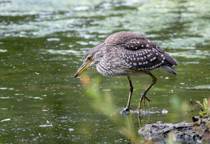 Bihoreau gris Nycticorax nycticorax - Black-crowned Night Heron (juvénile)