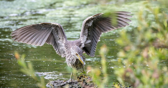 Bihoreau gris Nycticorax nycticorax - Black-crowned Night Heron (juvénile)