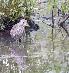 Bihoreau gris Nycticorax nycticorax - Black-crowned Night Heron (juvénile)