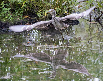 Bihoreau gris Nycticorax nycticorax - Black-crowned Night Heron (juvénile)