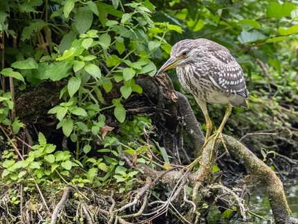 Bihoreau gris Nycticorax nycticorax - Black-crowned Night Heron (juvénile)