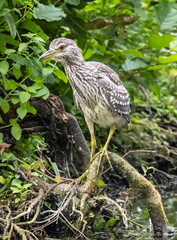 Bihoreau gris Nycticorax nycticorax - Black-crowned Night Heron (juvénile)