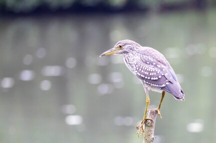 Bihoreau gris Nycticorax nycticorax - Black-crowned Night Heron (juvénile)