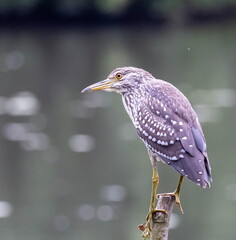 Bihoreau gris Nycticorax nycticorax - Black-crowned Night Heron (juvénile)