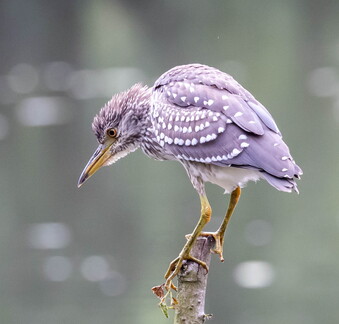 Bihoreau gris Nycticorax nycticorax - Black-crowned Night Heron (juvénile)