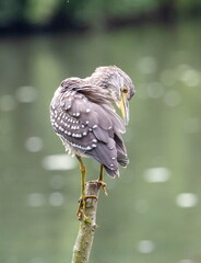 Bihoreau gris Nycticorax nycticorax - Black-crowned Night Heron (juvénile)