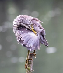 Bihoreau gris Nycticorax nycticorax - Black-crowned Night Heron (juvénile)