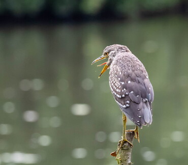 Bihoreau gris Nycticorax nycticorax - Black-crowned Night Heron (juvénile)
