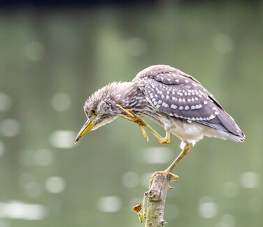 Bihoreau gris Nycticorax nycticorax - Black-crowned Night Heron (juvénile)