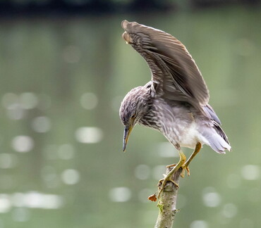 Bihoreau gris Nycticorax nycticorax - Black-crowned Night Heron (juvénile)