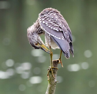 Bihoreau gris Nycticorax nycticorax - Black-crowned Night Heron (juvénile)