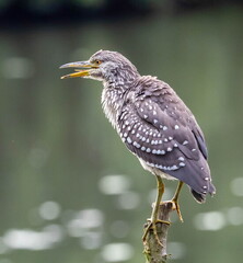 Bihoreau gris Nycticorax nycticorax - Black-crowned Night Heron (juvénile)