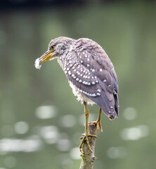 Bihoreau gris Nycticorax nycticorax - Black-crowned Night Heron (juvénile)