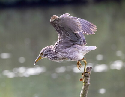 Bihoreau gris Nycticorax nycticorax - Black-crowned Night Heron (juvénile)
