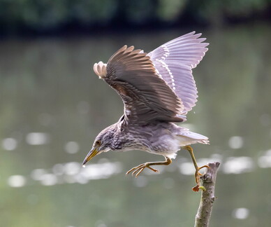Bihoreau gris Nycticorax nycticorax - Black-crowned Night Heron (juvénile)