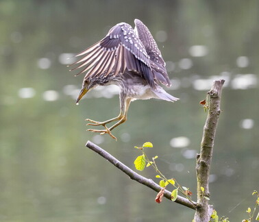 Bihoreau gris Nycticorax nycticorax - Black-crowned Night Heron (juvénile)