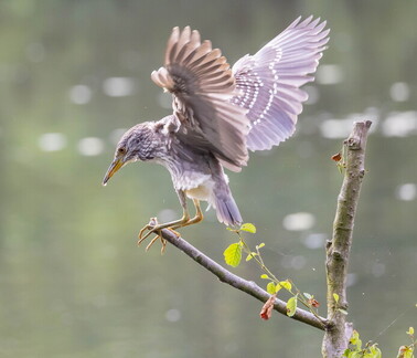 Bihoreau gris Nycticorax nycticorax - Black-crowned Night Heron (juvénile)