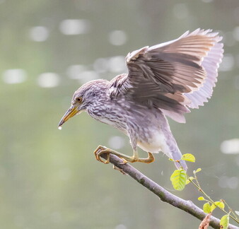 Bihoreau gris Nycticorax nycticorax - Black-crowned Night Heron (juvénile)