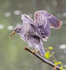 Bihoreau gris Nycticorax nycticorax - Black-crowned Night Heron (juvénile)