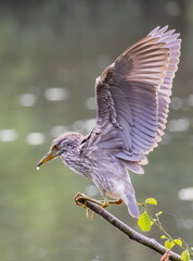 Bihoreau gris Nycticorax nycticorax - Black-crowned Night Heron (juvénile)