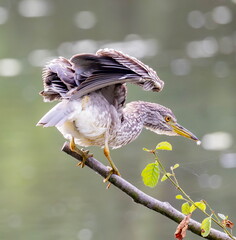 Bihoreau gris Nycticorax nycticorax - Black-crowned Night Heron (juvénile)