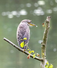 Bihoreau gris Nycticorax nycticorax - Black-crowned Night Heron (juvénile)