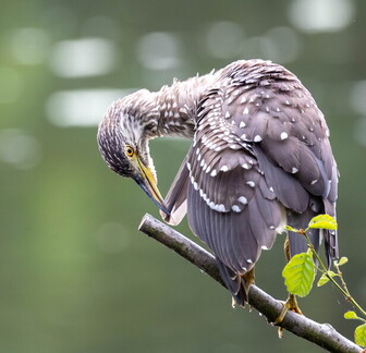 Bihoreau gris Nycticorax nycticorax - Black-crowned Night Heron (juvénile)
