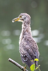 Bihoreau gris Nycticorax nycticorax - Black-crowned Night Heron (juvénile)